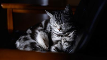 Grey Tabby Cat in Serene Slumber wallpaper