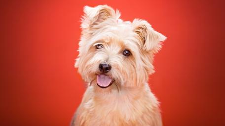 Norfolk Terrier Charm on Vibrant Red Background wallpaper