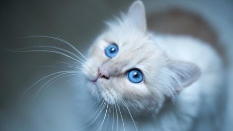 Blue-Eyed Wonder: The Captivating Gaze of a White Cat wallpaper