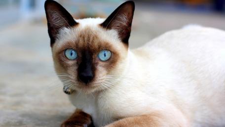 Siamese Beauty Vibrant Eyes of a Thai Cat wallpaper