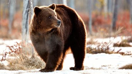 Majestic Brown Bear in Snowy Forest wallpaper