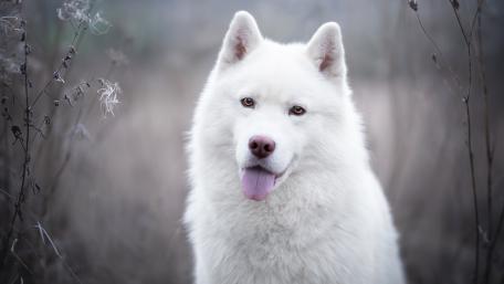 White Canine in Serene Wilderness wallpaper