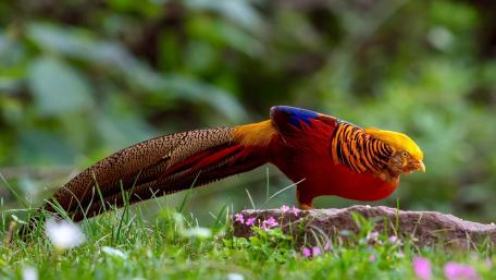 Golden Pheasant in Vibrant Splendor wallpaper