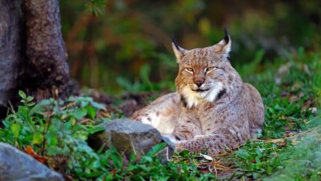 Majestic Lynx Resting in the Wild wallpaper