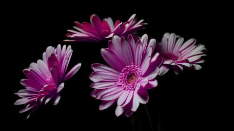 Pink Gerberas on a Dramatic Black Canvas wallpaper