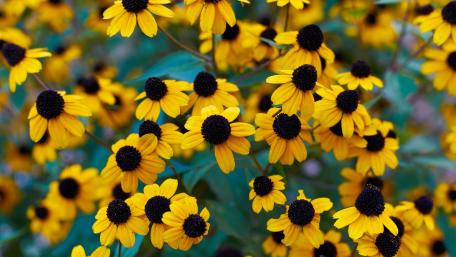Brown-Eyed Susan Floral Splendor in 5k wallpaper