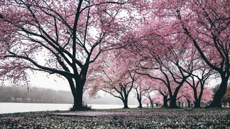 Springtime Serenity Under Cherry Blossoms wallpaper
