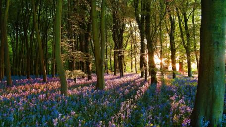 Springtime Serenity in Sunlit Woods wallpaper