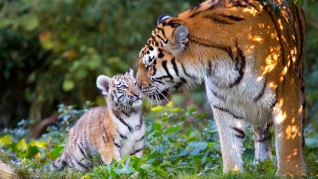 Tiger Tenderness in the Wild wallpaper