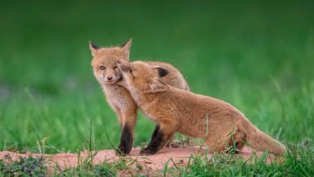 Playful Fox Cubs in Green Meadow wallpaper