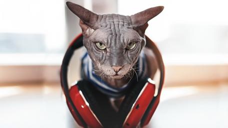 Sphynx Cat with Headphones Elegance Meets Coolness wallpaper