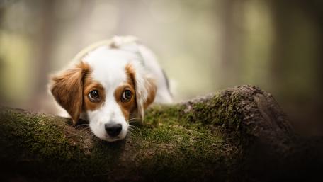 Kooikerhondje: Gentle Curiosity in the Forest wallpaper