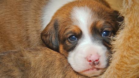Gentle Puppy Bliss in Warm Tones wallpaper
