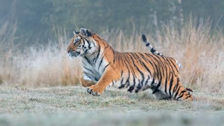 Tiger on the Prowl: Majestic Wilderness wallpaper
