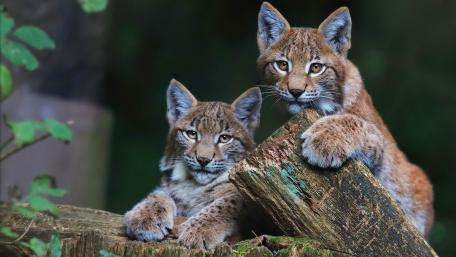 Lynx Cubs in Woodland Setting wallpaper