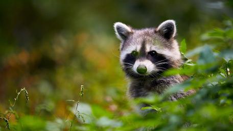 Adorable Raccoon in Forest Setting wallpaper