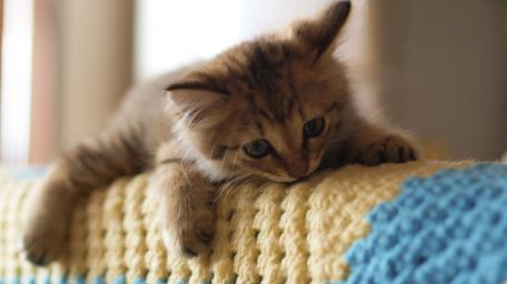 Cozy Kitten Relaxing on a Knit Blanket wallpaper
