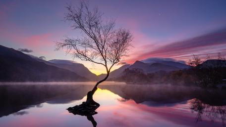 Lone Tree at Dusk in Snowdonia's Calm Waters wallpaper