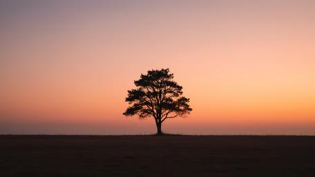 Beautiful Minimalist Sunset Over Solitary Tree in Nature wallpaper