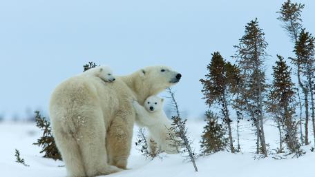 Polar Bear Family in Winter Wonderland wallpaper