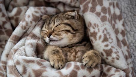 Cozy Slumber of a Scottish Fold Kitten wallpaper