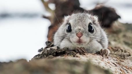 Siberian Flying Squirrel's Charming Gaze wallpaper