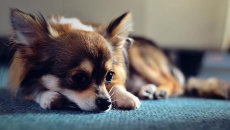Long-Haired Chihuahua Relaxing on Carpet wallpaper