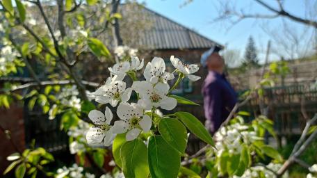 Blossoming Beauty in a Countryside Garden wallpaper