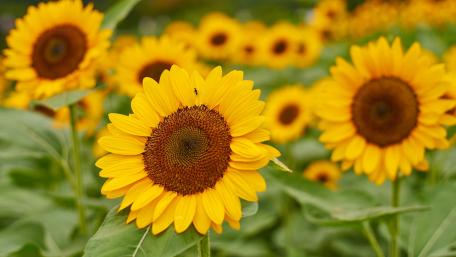Golden Sunflower Radiance in Full Bloom wallpaper