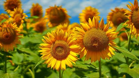 Close-Up of Sunflowers in Blooming Field wallpaper