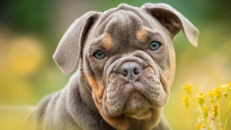 Olde English Bulldogge in Blossoms wallpaper