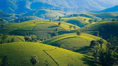 Rolling Tea Plantation Hills in Vivid 4K Clarity wallpaper