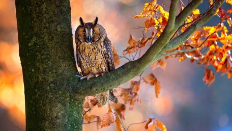 Great Horned Owl on Autumn Branch wallpaper