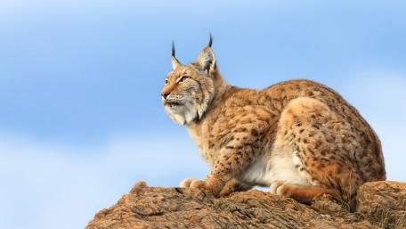 Majestic Lynx on Rocky Cliff wallpaper