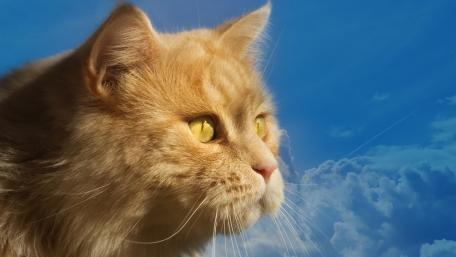 Golden Feline Against Cerulean Canvas wallpaper