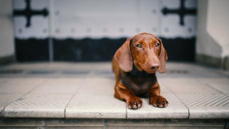 Charming Dachshund on Elegant Doorstep wallpaper