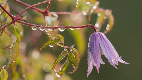Clematis Alpina Serenity in Bloom wallpaper