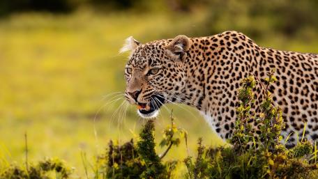 Leopard in Wild African Savanna wallpaper