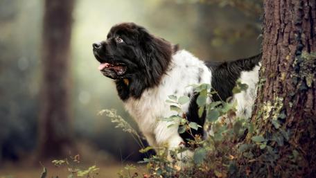 Landseer Newfoundland in Enchanting Forest Setting wallpaper