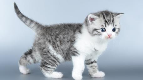 A Curious Kitten's First Adventure wallpaper
