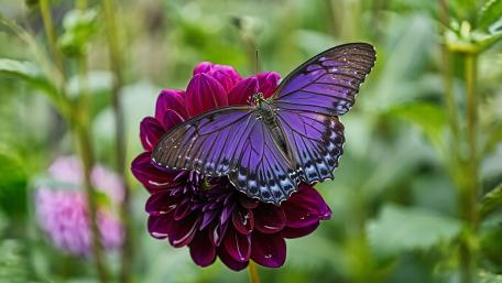 Purple Butterfly wallpaper