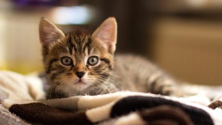 Adorable Kitten Resting on a Blanket wallpaper