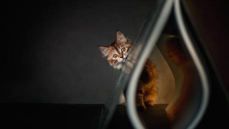 Curious Kitten Behind a Page Fold wallpaper