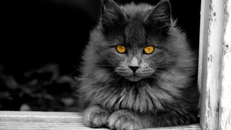 Majestic Nebelung Gaze in Monochrome Elegance wallpaper