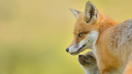Gentle Guardianship in Nature's Embrace wallpaper