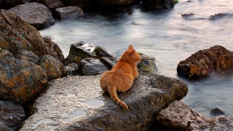 Ginger Cat's Tranquil Waterside Perch wallpaper