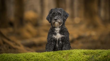 Playful Black Dog in Enchanting Forest wallpaper