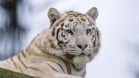 White Tiger Majesty in Stunning 4K wallpaper