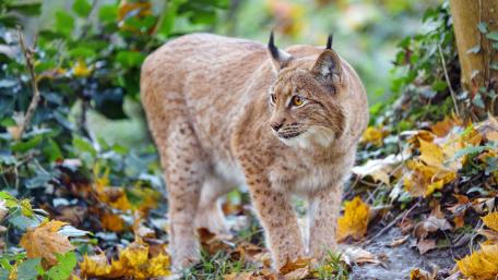 Lynx in Lush Autumn Habitat wallpaper
