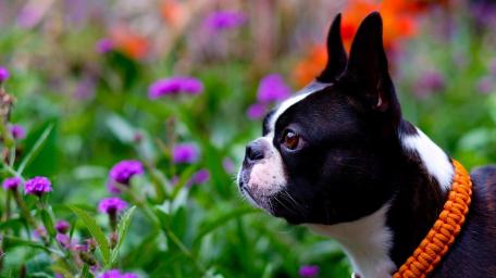 Boston Terrier in Vibrant Blossom Garden wallpaper